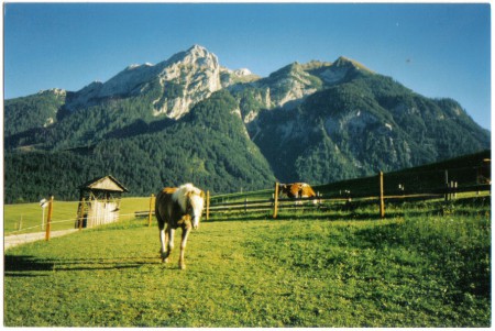 Unser Pferd Winchester vor dem Hausberg "Plenge"